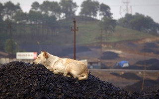 Dog_Coal_India