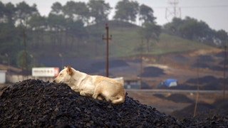 Dog_Coal_India
