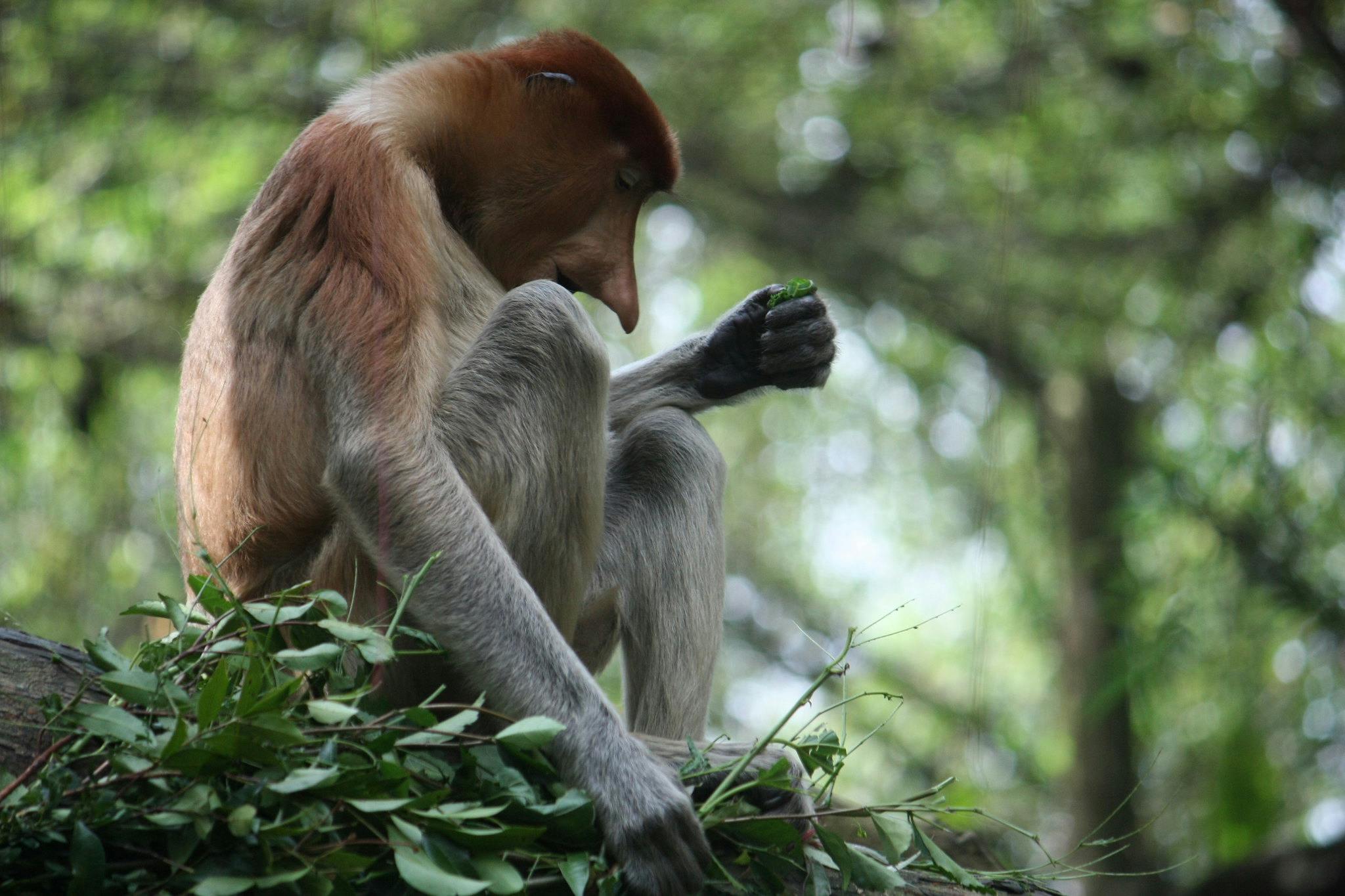 Proboscis_Monkey_Nusantara_Indonesia