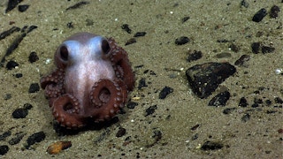 Octopus_Seabedfloor_Deepsea_Mining