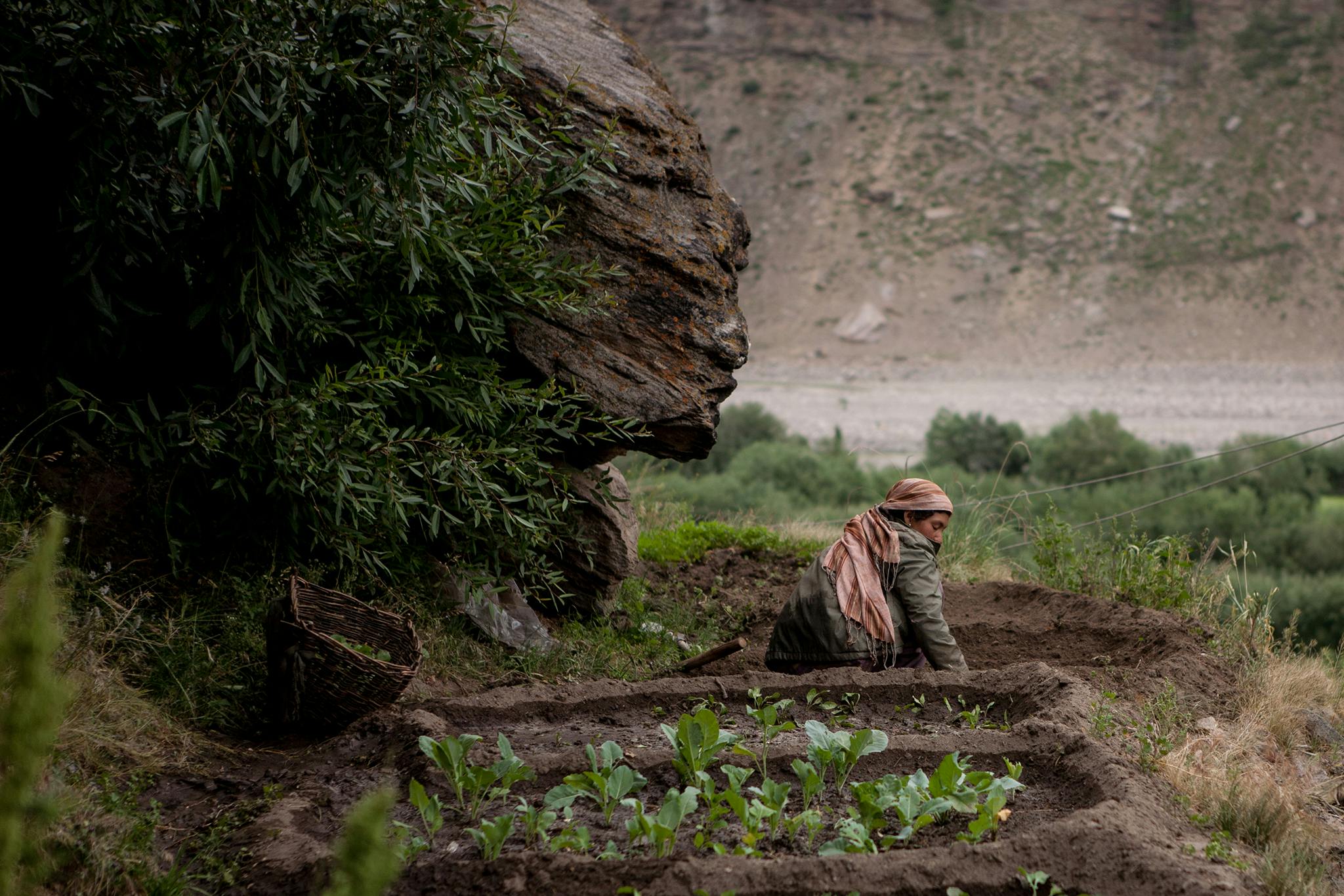 Woman_Farmer_Himalayas_India