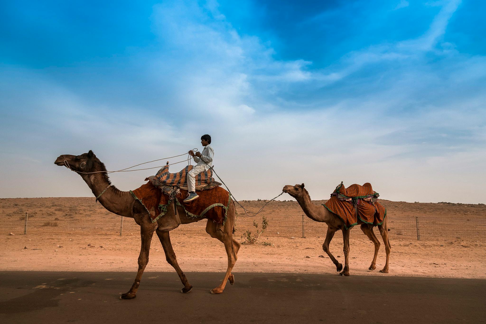 Camel_India_Thar