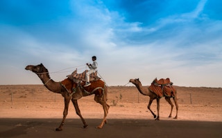 Camel_India_Thar