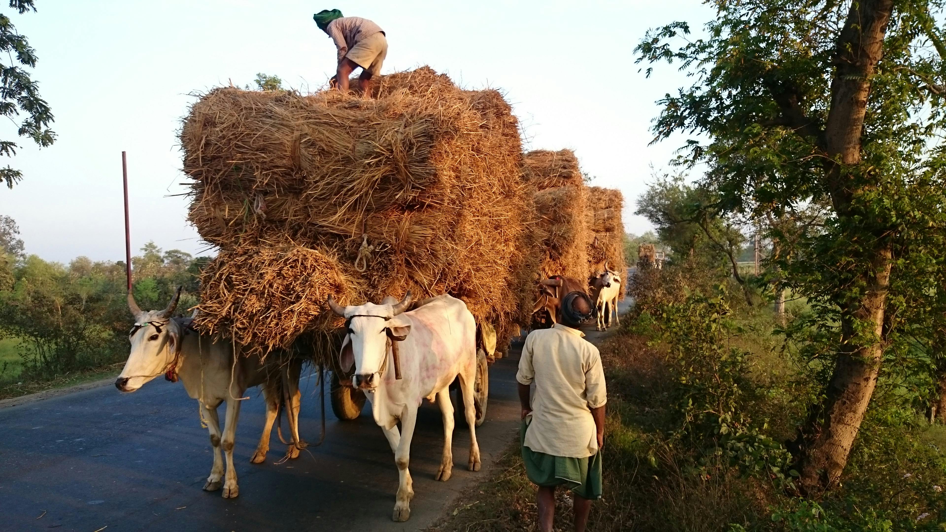 Fodder_Market_Bihar