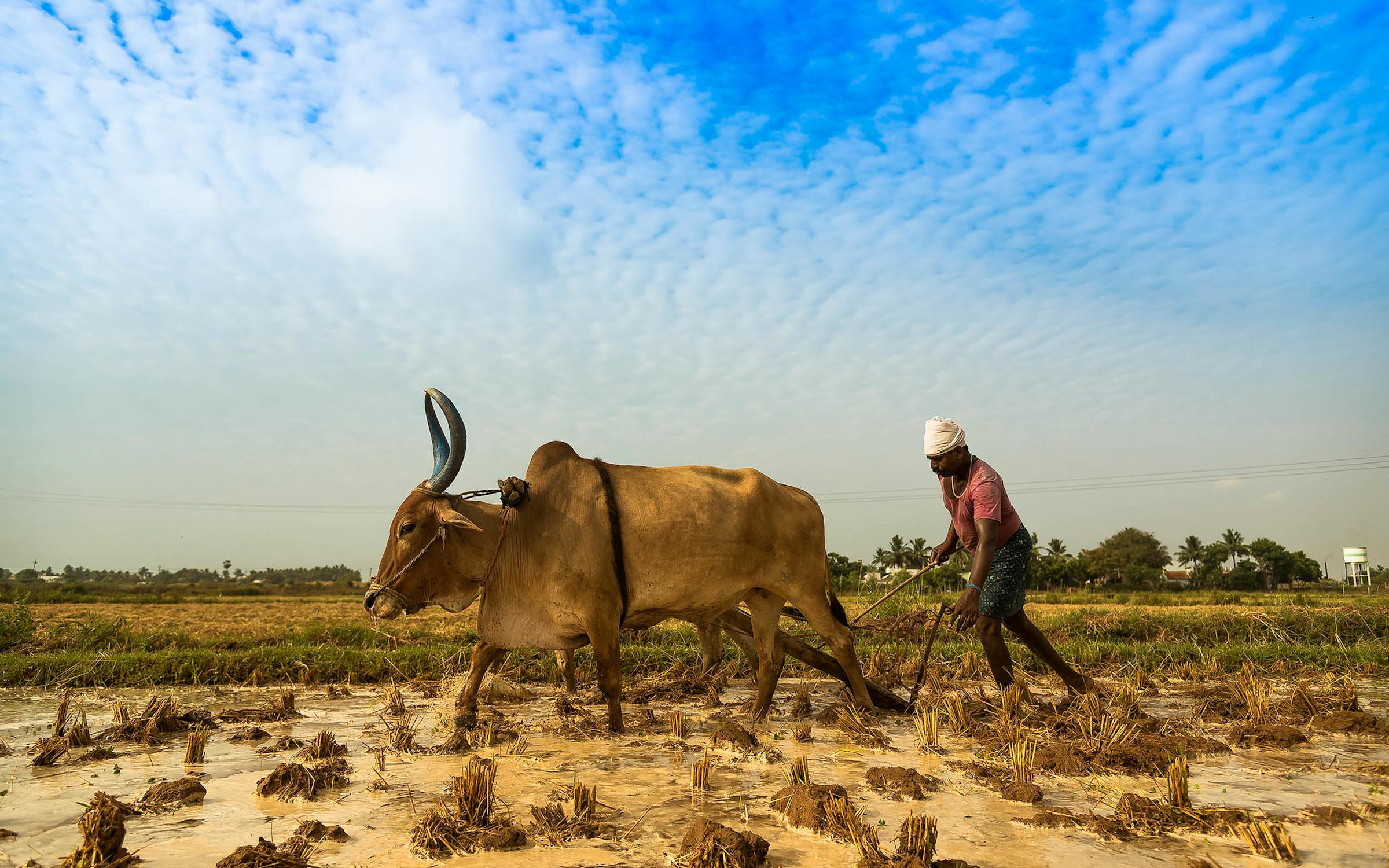Climate change drives down yields and nutrition of Indian crops