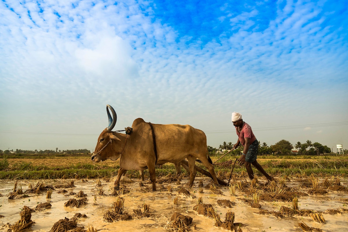 Climate change drives down yields and nutrition of Indian crops | News | Eco-Business