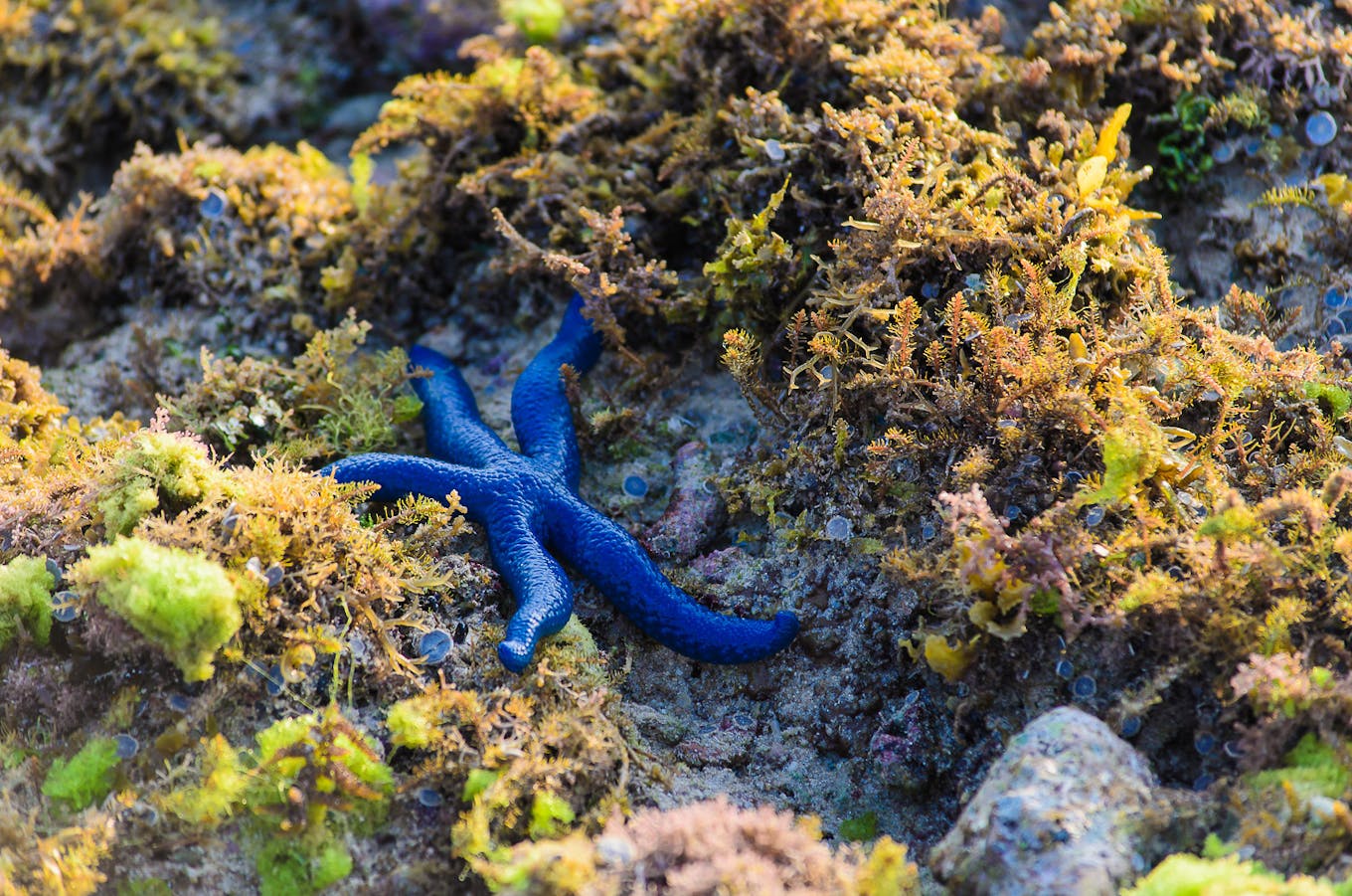 26222 Siquijor_zero_wast_island_starfish