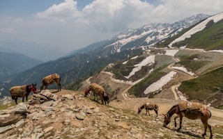 Horses_Kashmir