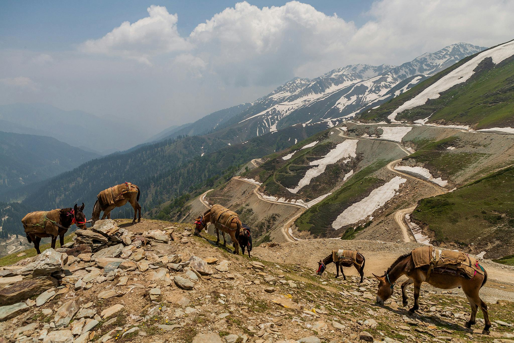 Floods And Early Snow Risk Killing Off Kashmir's Nomadic Culture | News ...