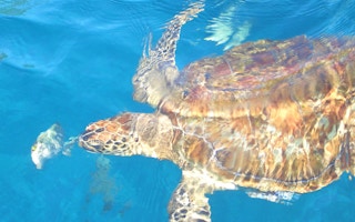 sea turtle thailand