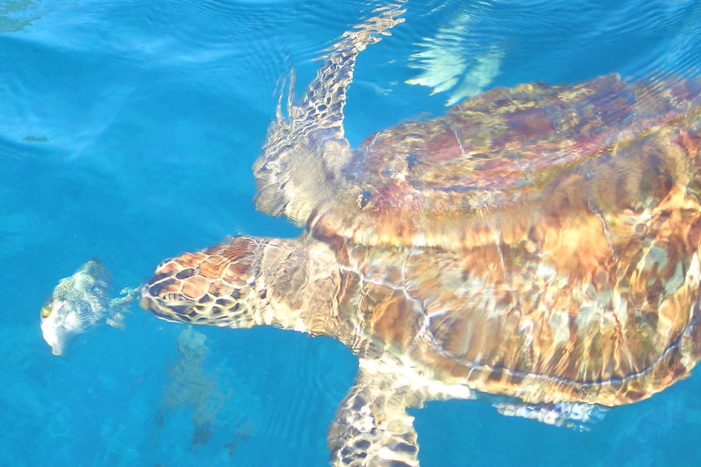 sea turtle thailand