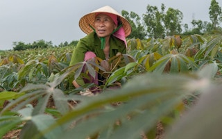 Cassava_Farmer_Vietnam