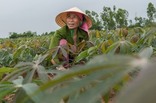 Cassava_Farmer_Vietnam