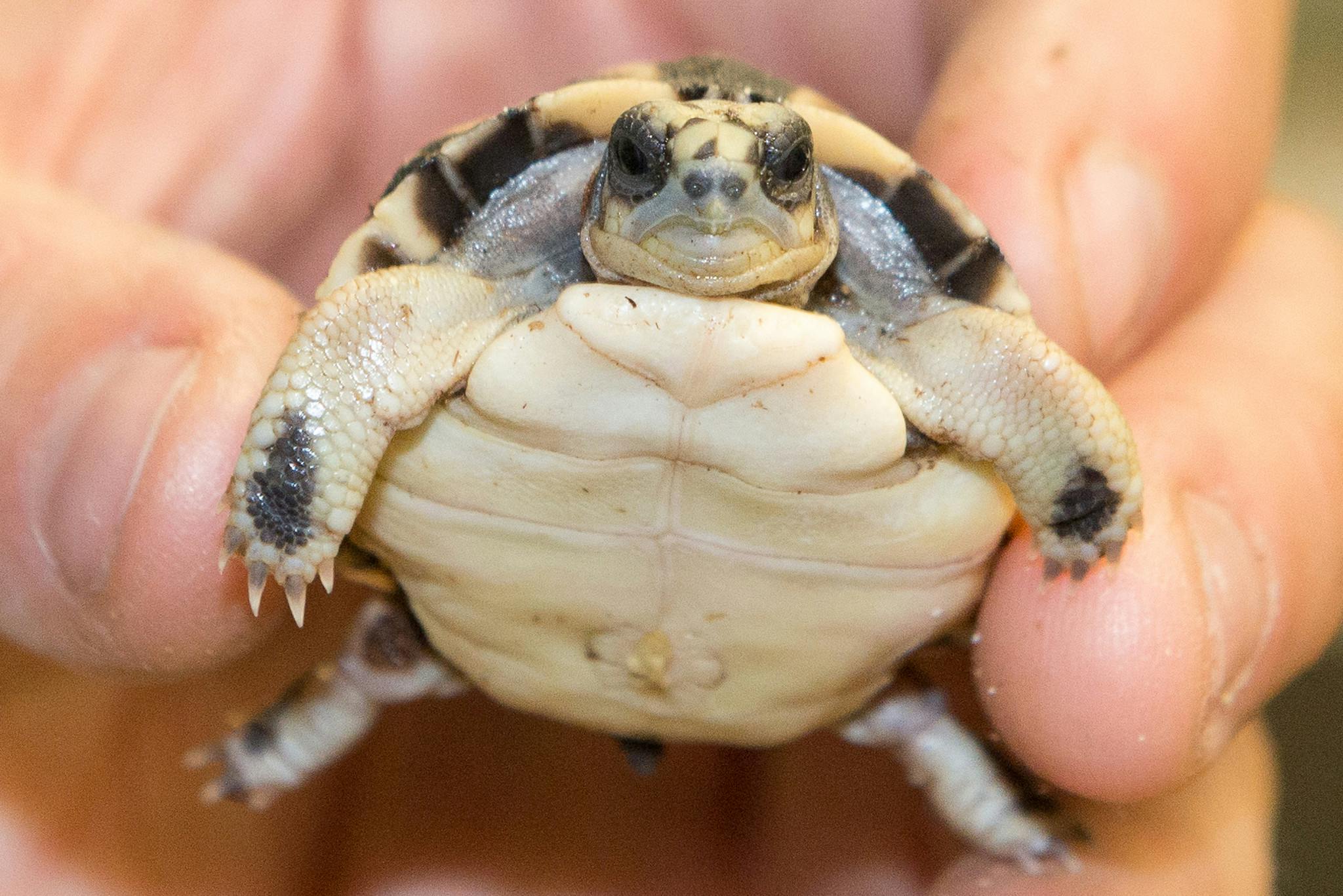 Illegal wildlife trade thrives on Facebook, report says