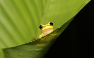 Rainforest_Tree_Frog
