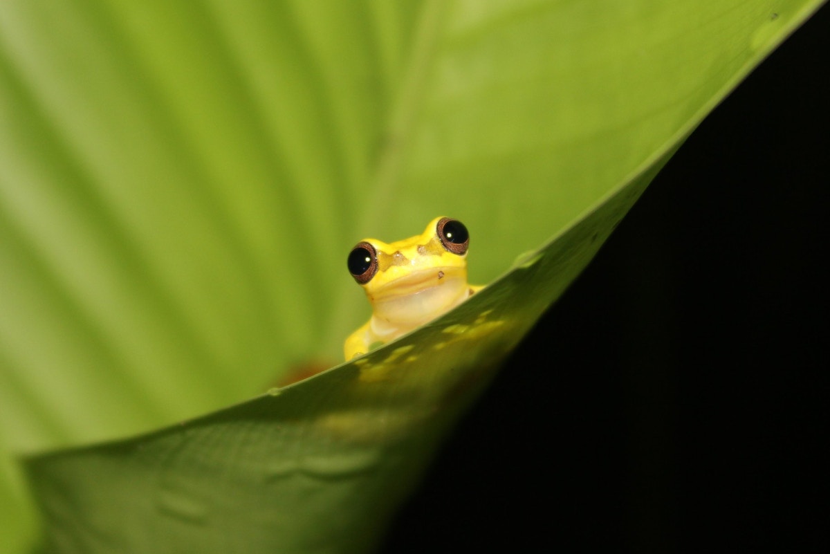 Regrowth of degraded tropical forests offsets ‘a quarter’ of ... Biology Diagrams