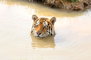 Tiger_Park_Bangladesh