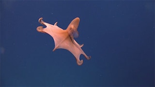 A dumbo octopus deep sea symbol