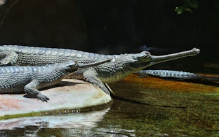 Gharial_Crocodile_Nepal