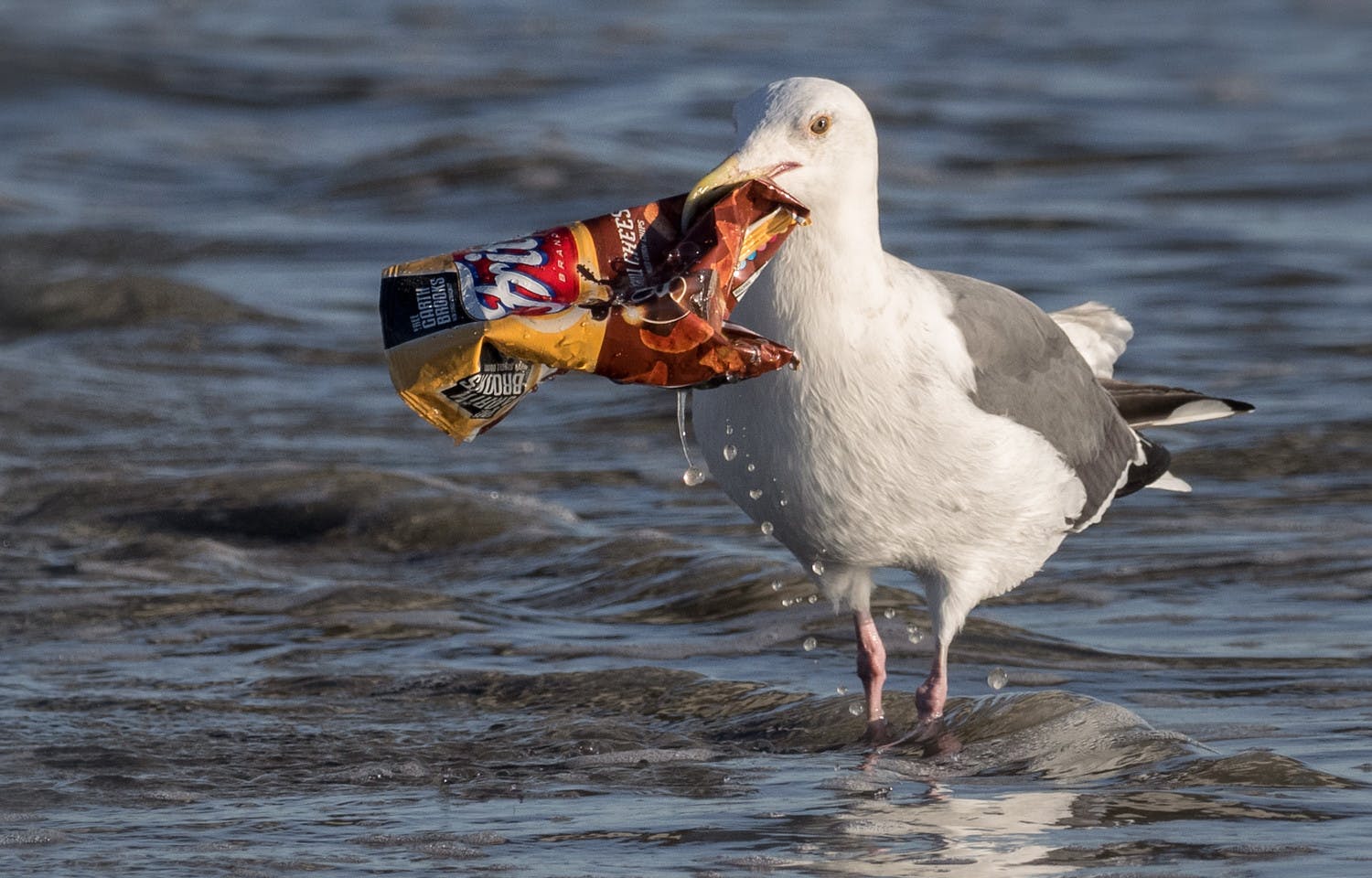 Plastic_Alternatives_Bioplastics