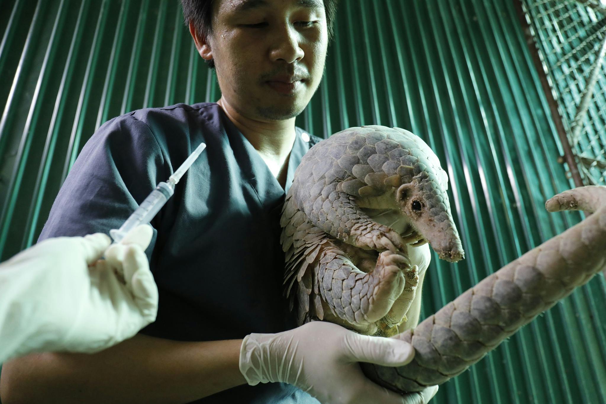 Pangolin_Rescue_USAID