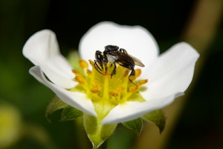 stingless bee pic