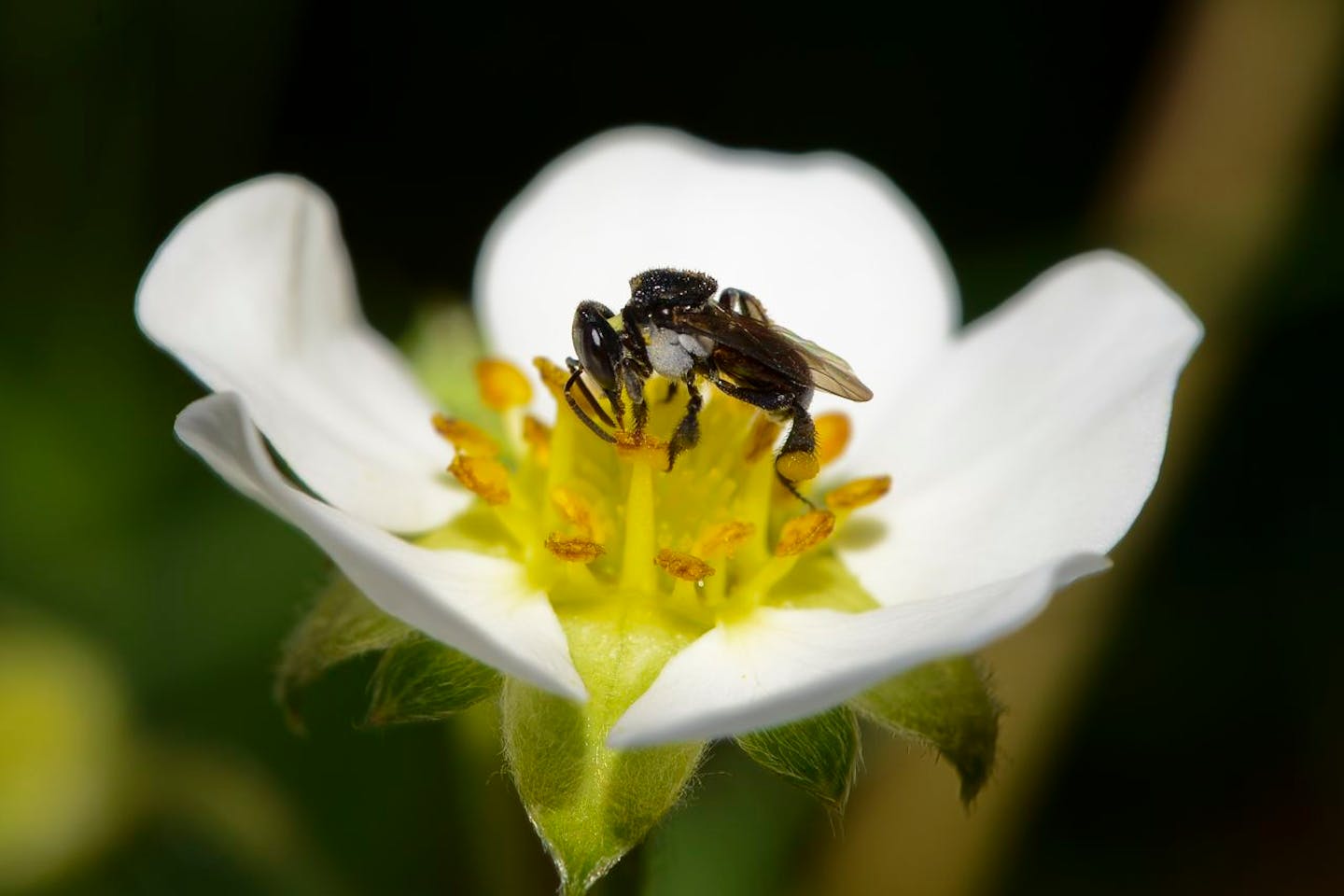stingless bee pic