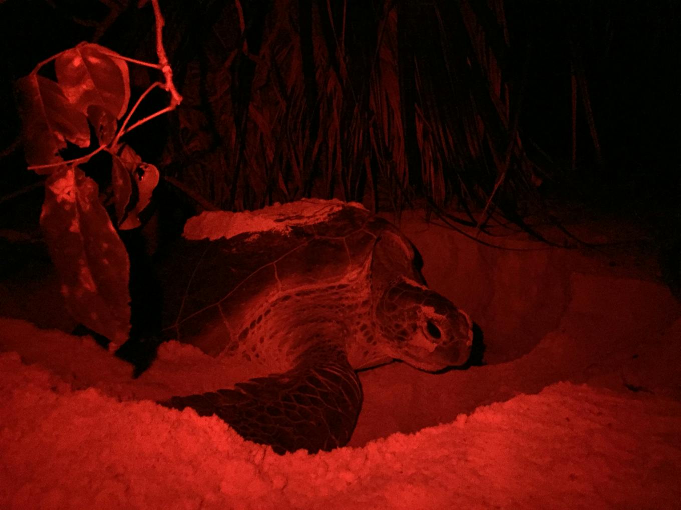 red lamp and sea turtle
