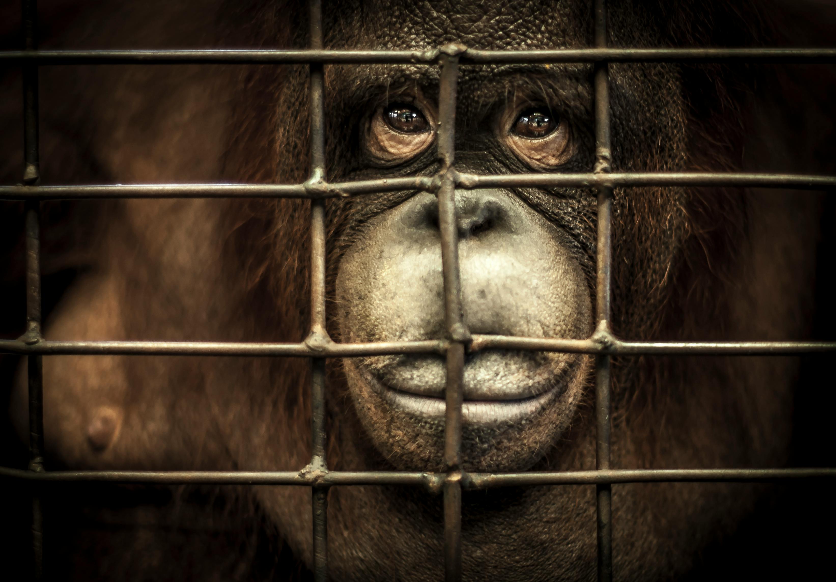 Capturing the cruelty of orangutan tourism in Asia News Eco-Business Asia Pacific picture