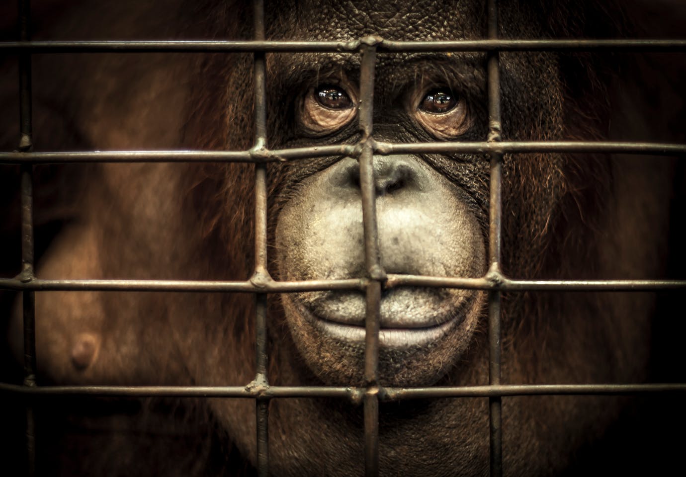 Capturing the cruelty of orangutan tourism in Asia, News, Eco-Business