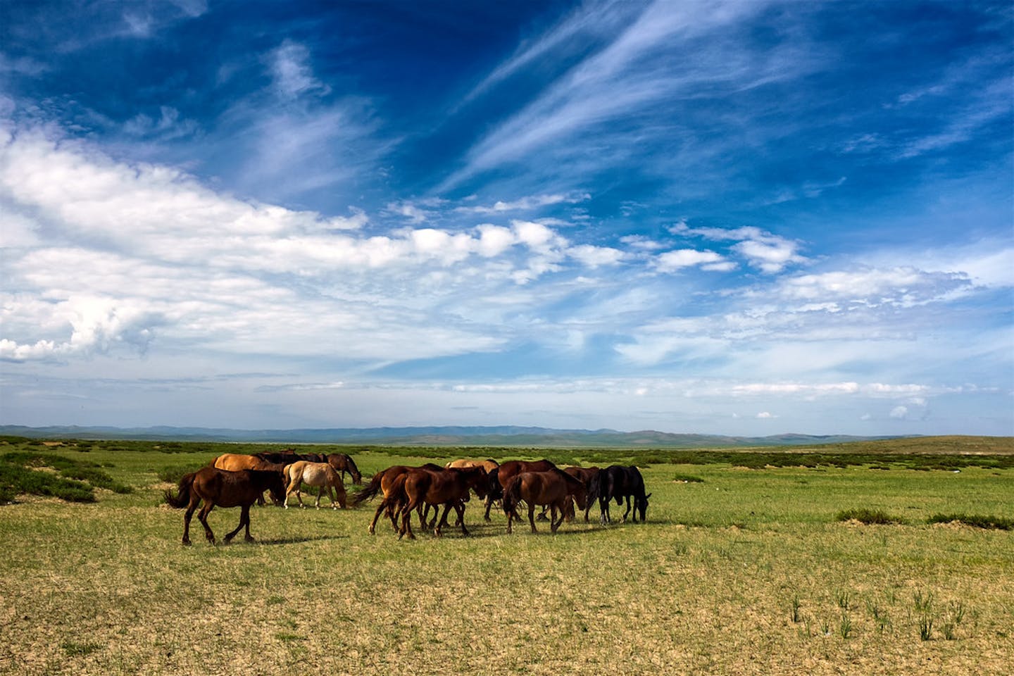 Mongolia’s grasslands