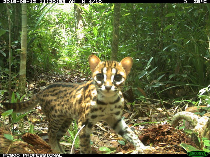 Cat triggers a camera trap in the forests of Riau, Indonesia