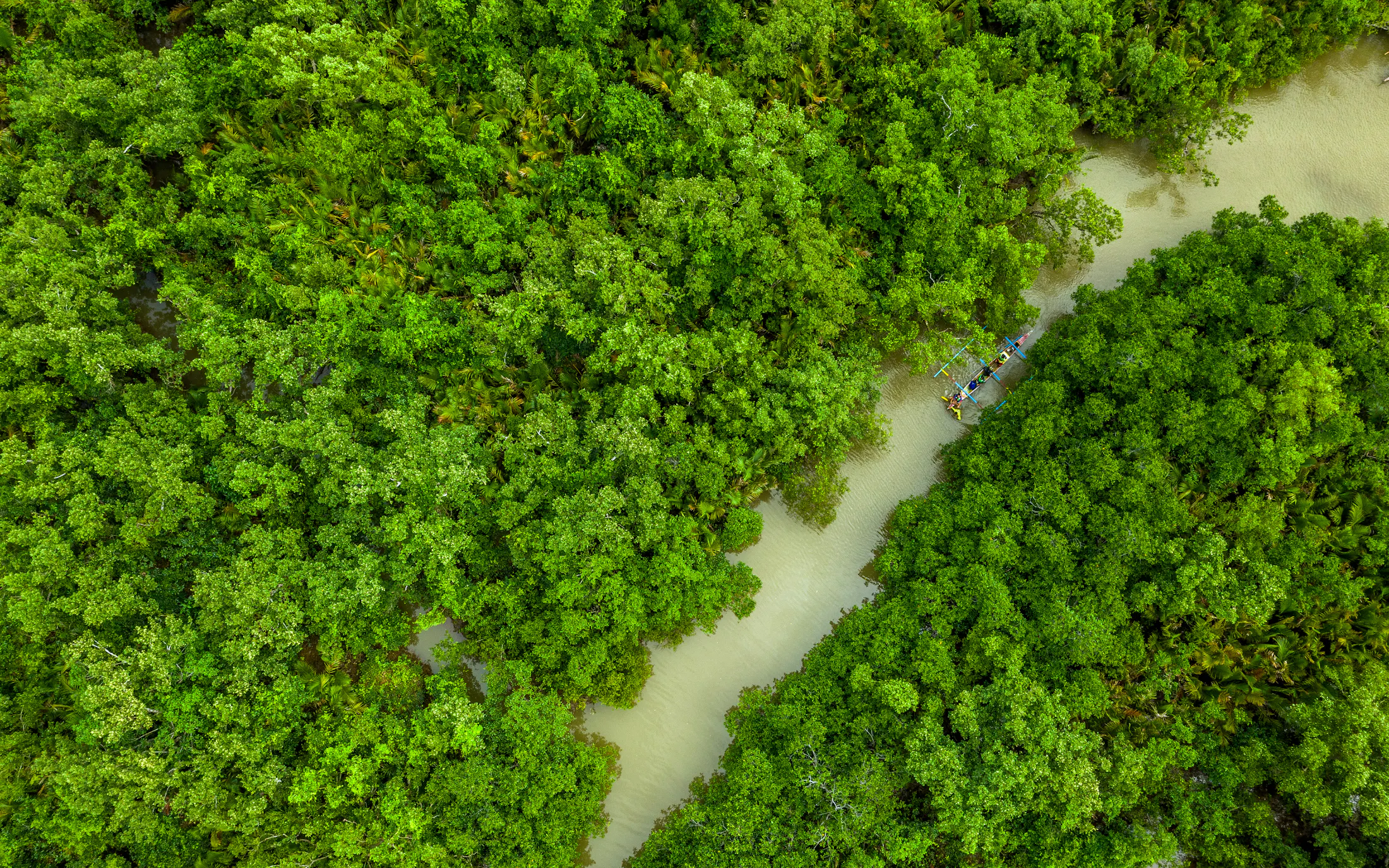 Can reforestation efforts reverse the damage done in the Philippines ...