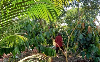 A farmer walks within a regenerative agriculture project in the Brazilian Amazon