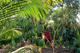 A farmer walks within a regenerative agriculture project in the Brazilian Amazon