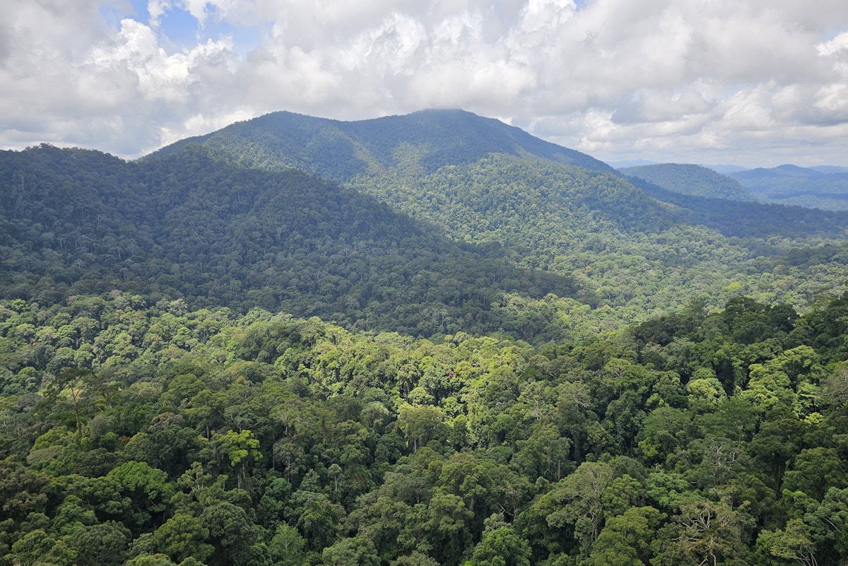 马来西亚的碳信用难题:州政府是释放其潜力的关键意见 | 生态商业 马来西亚的碳信用难题:州政府是释放其潜力的关键意见 | 生态商业