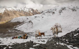 Himalayas_Nepal_Donkey