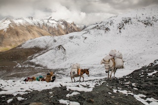 Himalayas_Nepal_Donkey