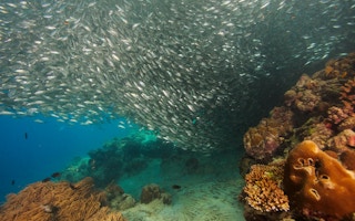 Sardines fish swim under the waters of Central Visayas, Philippines