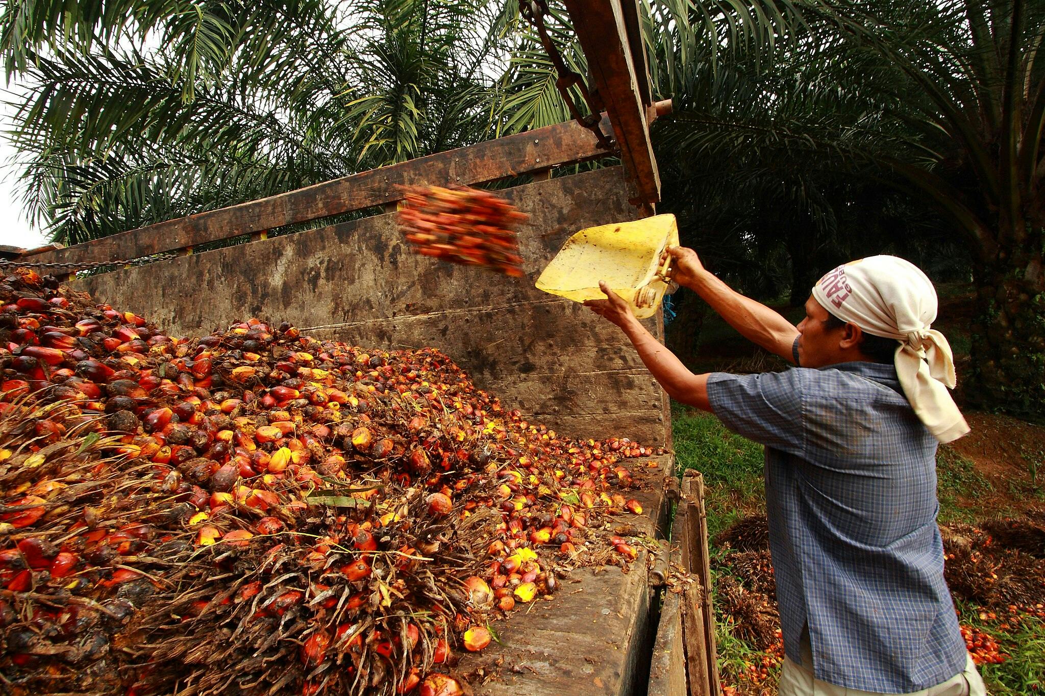 palm smallholder in Cimulang, Bogor