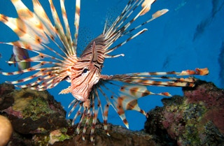 Invasive_Lionfish_Research