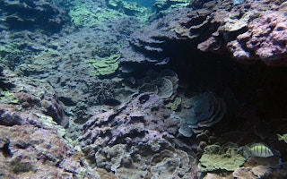 coral bleaching hawaii