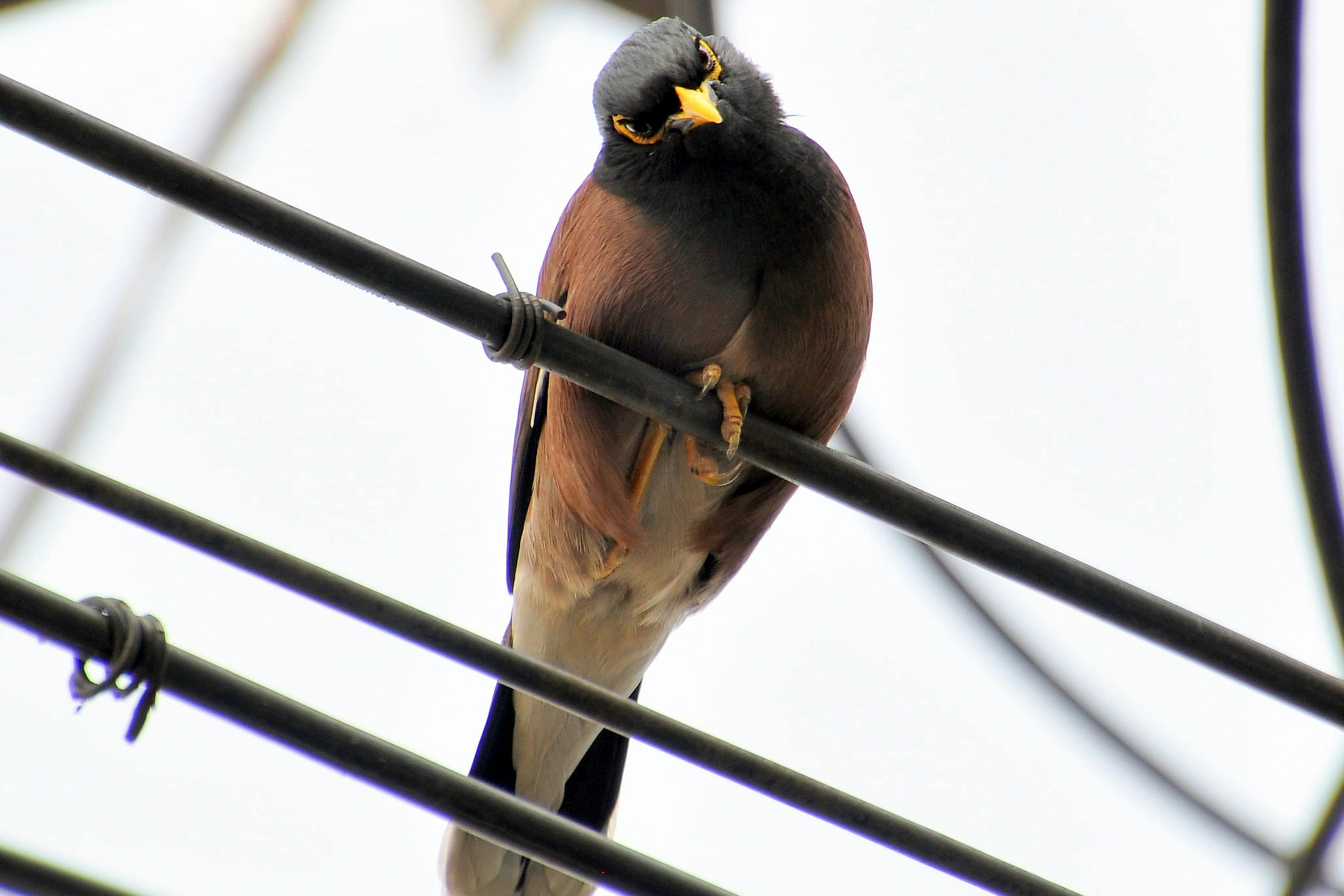 Powerlines_Bird_Nepal