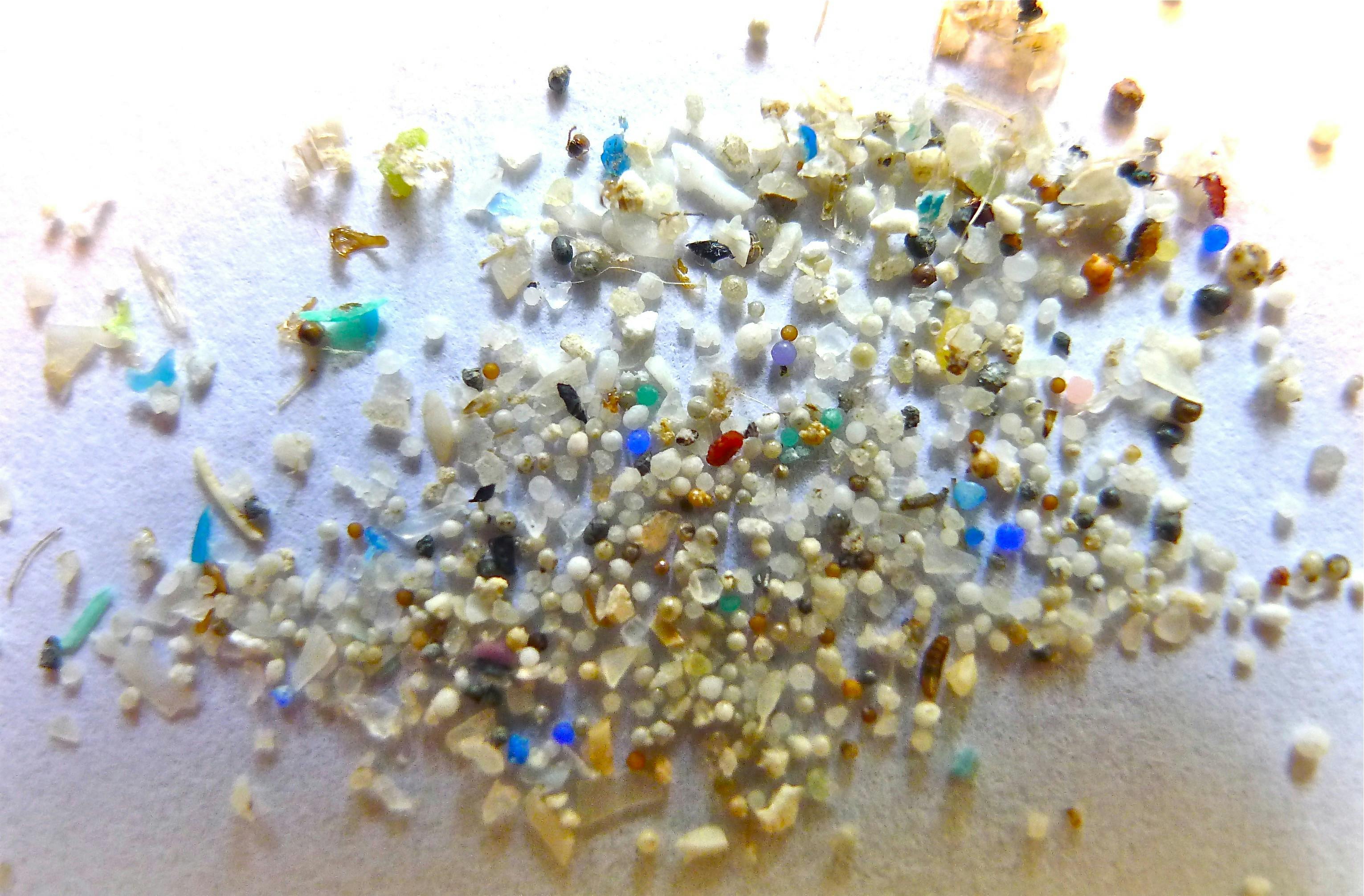 Microplastics_Year_End_Samples