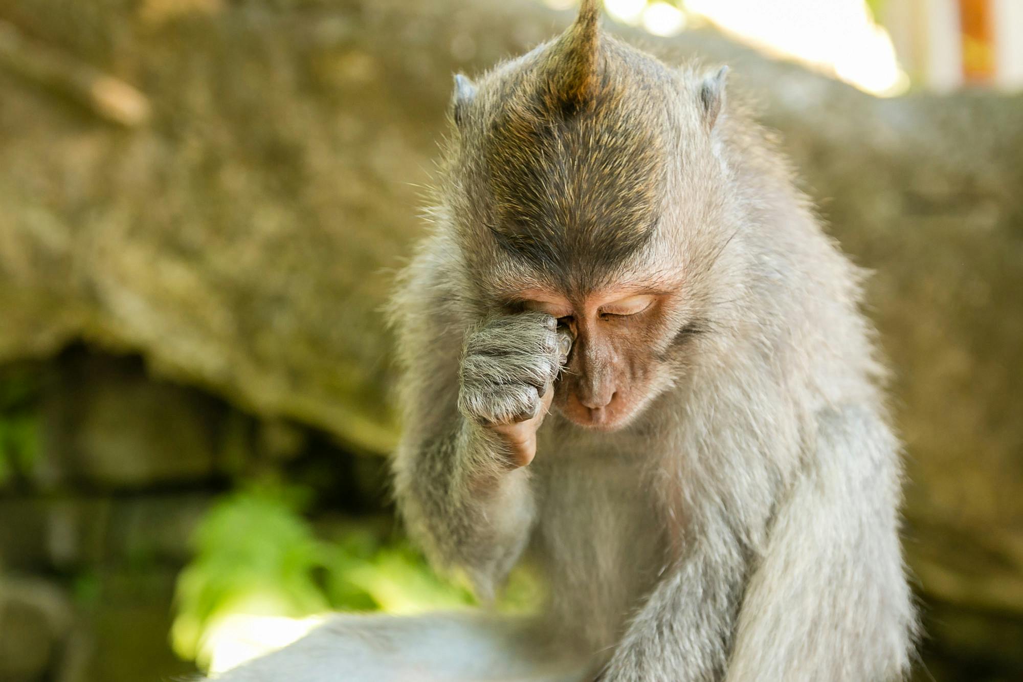 Illegal_Trade_Monkey_Bali