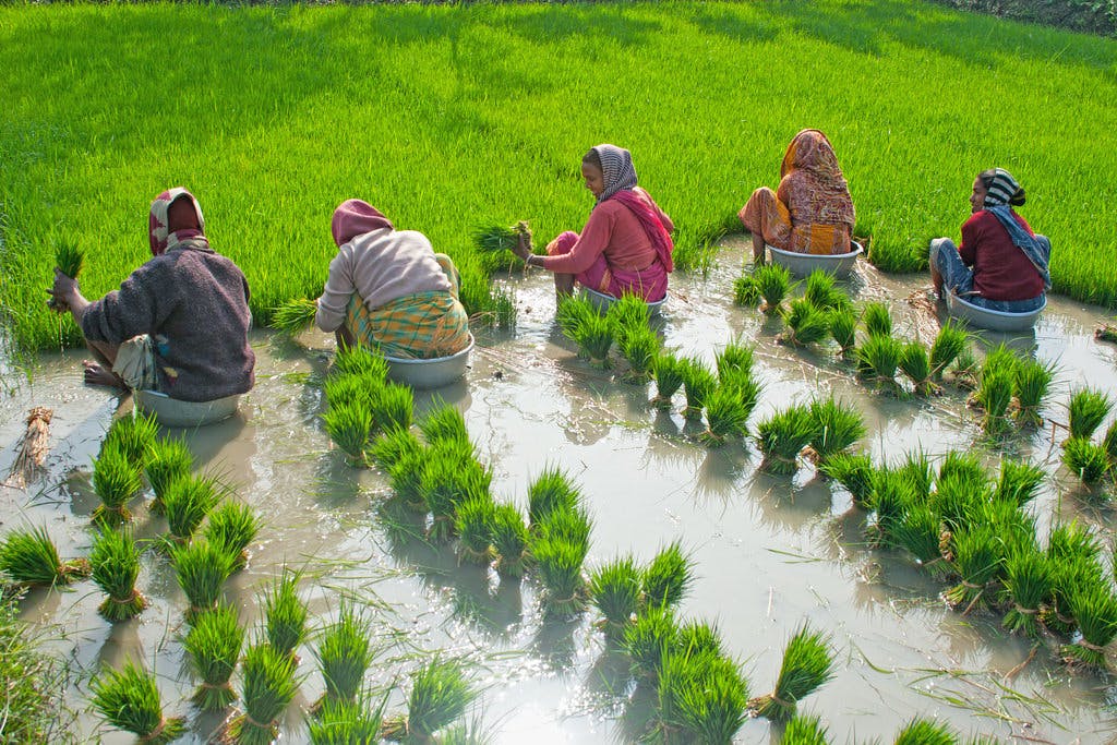 Rice_Farmer_Gourdoho_india