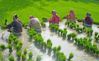 Rice_Farmer_Gourdoho_india