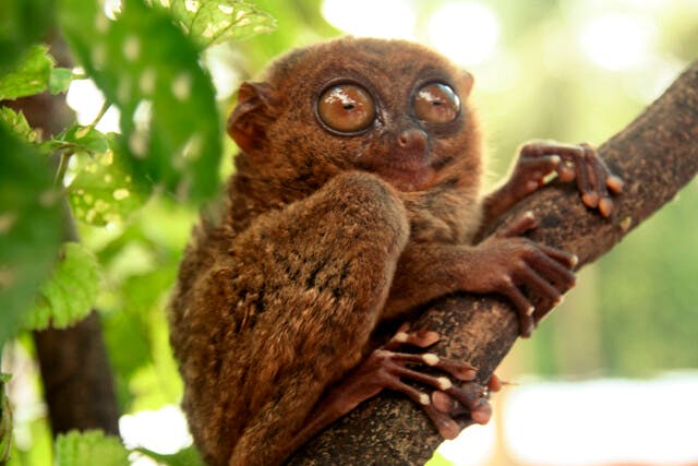 Tarsier_Bohol_Philippines