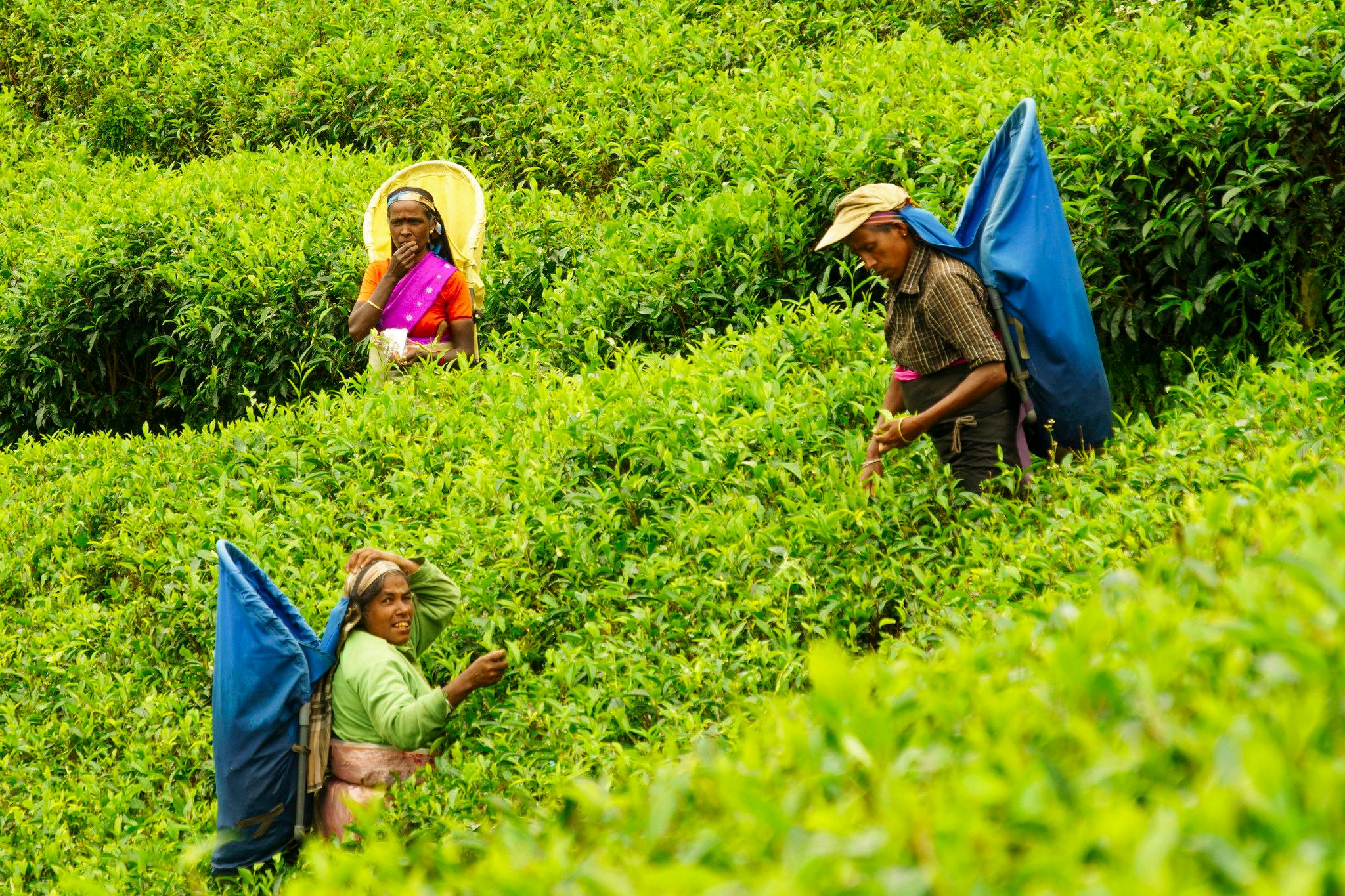 Tea_Pickers_Inequality_Sri_Lanka