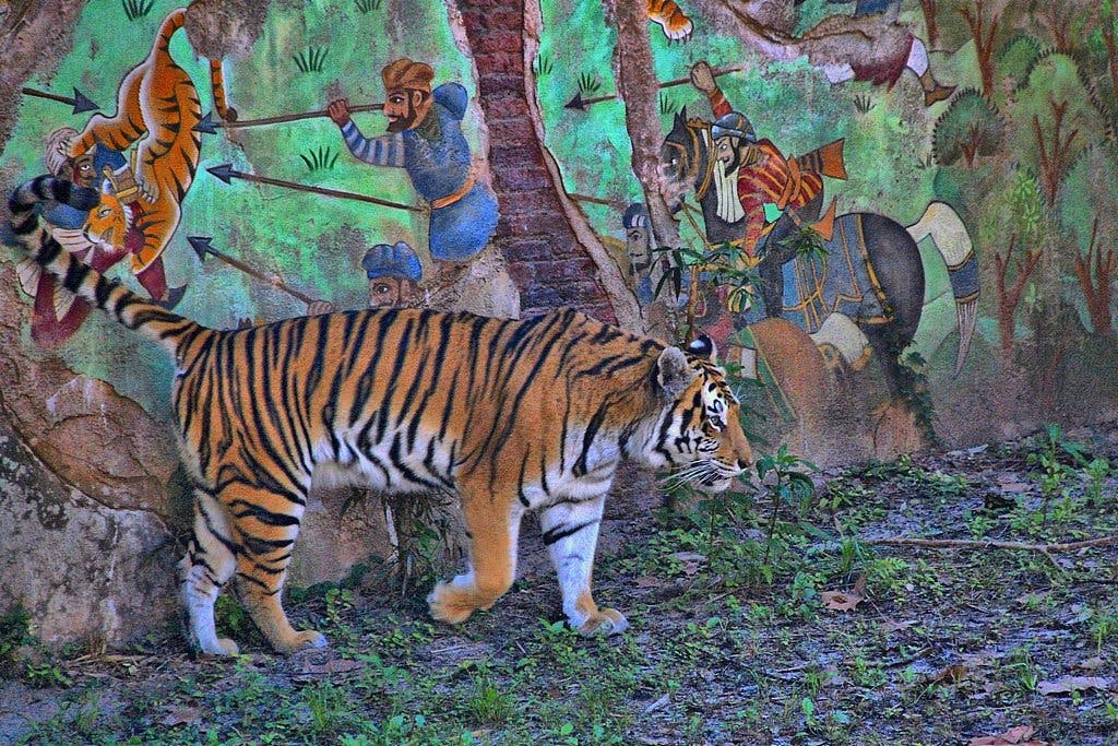 Tiger_Nepal